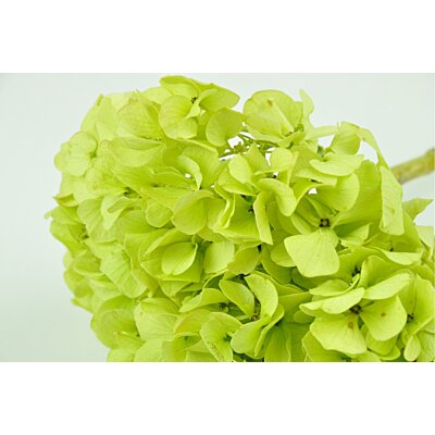 Stabilizované kvety - hydrangea svetlozelená (1ks)