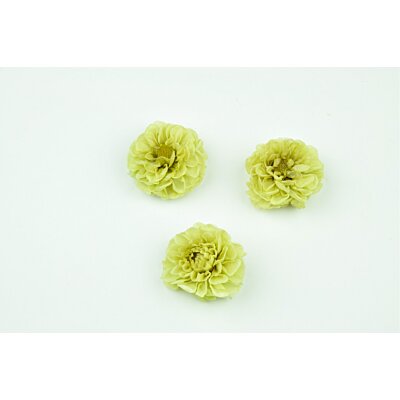 Stabilizované kvety - Dahlia pistáciová zelená (1ks)