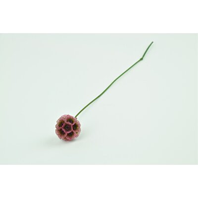 Stabilizované kvety - Stellata staroružové (1ks)