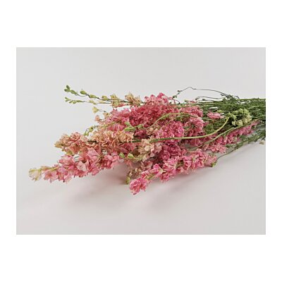 Sušené Kvety - Delphinium pink (zväzok cca 50gr.)
